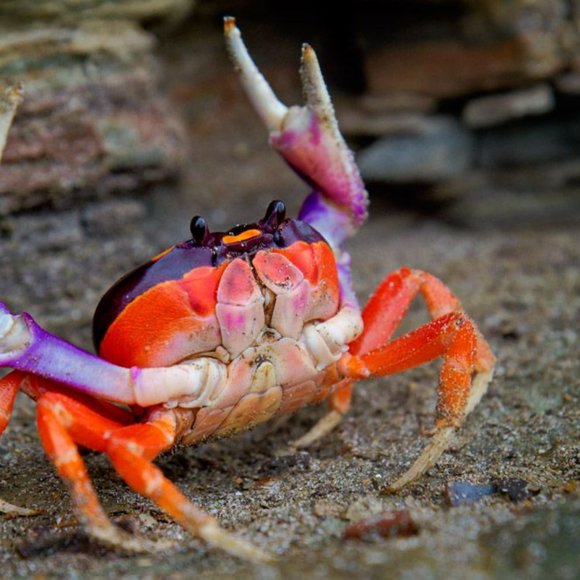 Meet your Posher, Posh - Picture 9 of 14